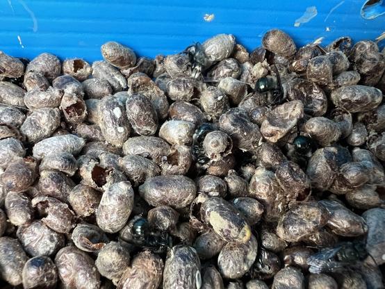 Pupae and natives emerging