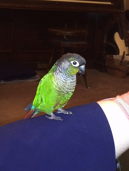 Conure in the colours of green with black on the head, grey and white on the breast, and burgundy and blue on the tail. She is looking right at the camera with her pretty black eye.