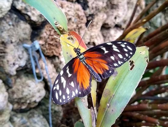 tropical butterfly