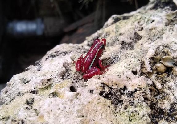 red frog