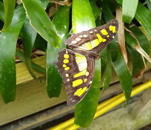 tropical butterfly