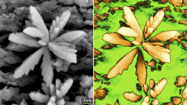 Flower-like calcium sulphate crystals formed spontaneously on the surface of a bone sample after being exposed to tryptic soy broth. Staphylococcus aureus is also cultured on the sample – but that is irrespective. Imaged using scanning electron microscopy.