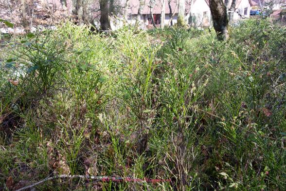 A plant with woody stems at the bottom topped with green stems (no leaves at the moment). On the green stems are small, globe like pinky-red berries.