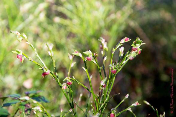 A closeup photo of small reddish berries on leafless green stems.