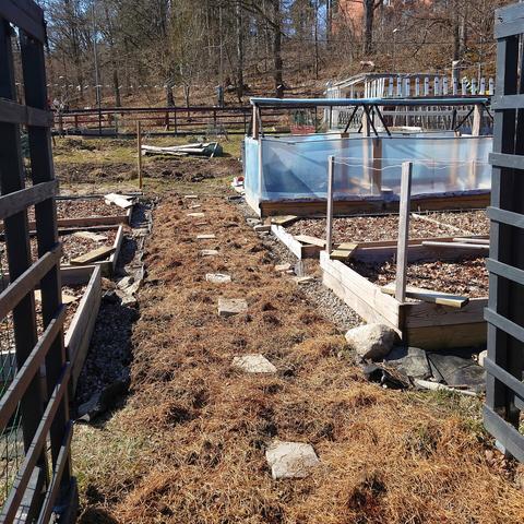 Nysådd gång mellan odlingsbäddar.