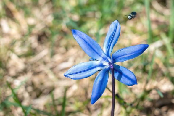 Close up of a small blue six-petalled flower, seen from the back.  A tiny black bug is coming in to land on it.