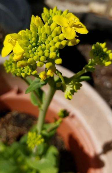 My bok choy plant, gone to flower.  Flowers are small & yellow.