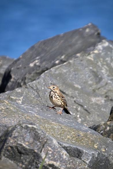 A pipit but which one?