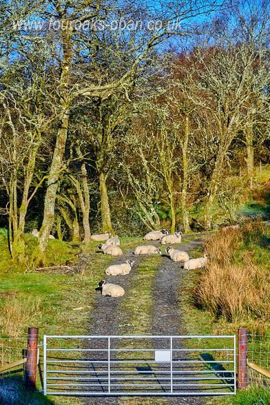 Scottish blackface sheep sitting on a rural track way enjoying some sunshine.
