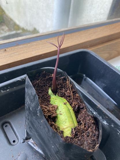 Mango seed growing on edge in coir mix. There is a tall shoot with a crown of leaflets growing from one end, about 4-5cm in height.