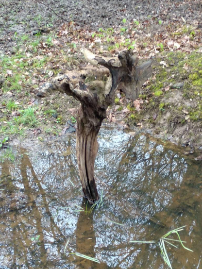 Holz im Wald