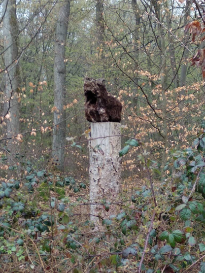Holz im Wald