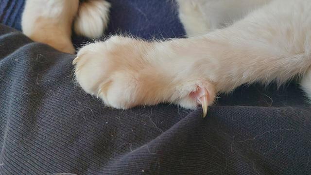 Weiße Katerpfote auf meinem Bein in oller schwarzer Jogginghose. Eine ausgefahrene Katzenkralle zieht am Hosenstoff.