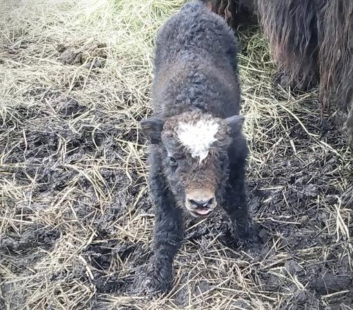 Dark brown yak calf with heart-shaped white blaze on forehead. Pink tongue is sticking out slightly. Calf is standing on mud and hay.