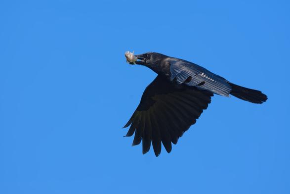 A crow in flight carrying a small fish in its beak.