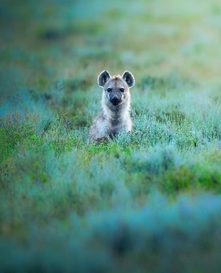 Photography. A color photo of a gray hyena in the long green steppe grass. She looks at us. No one escapes the fascination.
