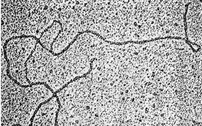 Electron micrographs of R-Ioop structures between (A) 15S RNA and MβG3.
[source: https://pubmed.ncbi.nlm.nih.gov/274720/]