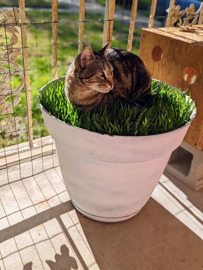 A Classic Tabby cat sitting in giant pot of cat grass.