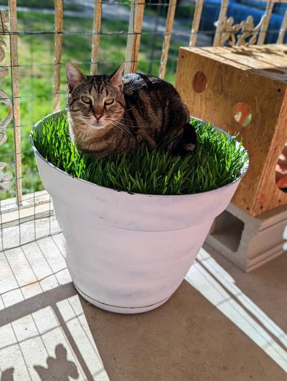 A good boi enjoying his bed of cat grass on his Catio.
