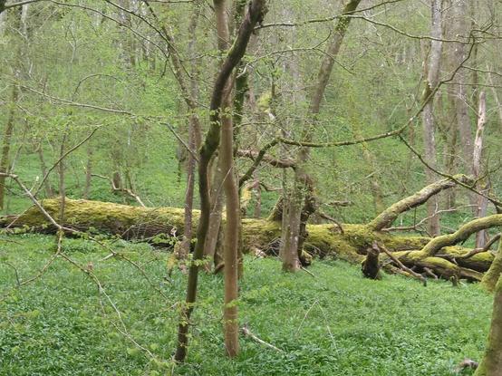 Spring green woodland. Ground fresh green with Dog Mercury and wild garlic. Woodland of young trees with in the near distance a huge moss-covered trunk, horizontal, when it fell several years ago.