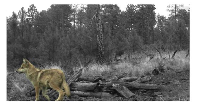 Mexican gray wolf pup from the Mangas pack taken by USFWS in 2018 (with the exposure adjusted)