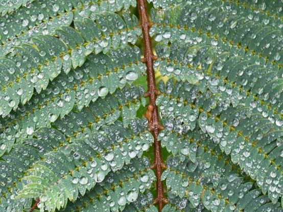 Green fern frond in the rain, drops.