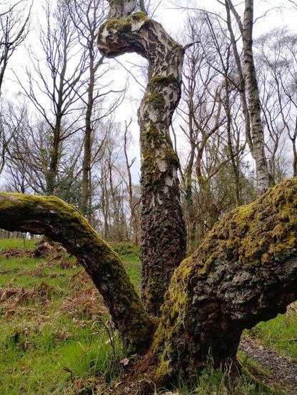 A silver birch with three trunks, separated just above the ground. The thickest pushes directly out of the right of the picture, another bends out of the left, whilst a third twists upwards out the top of the picture. The two lower ones are covered in moss. There are further silver birches in the background, all bare, and a grey sky above a low grassy ground.