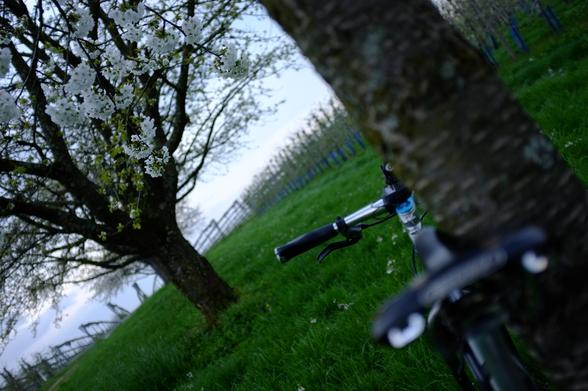 Ein Fahrrad lehnt an einem Baum und ist vom Gepäckträger aus fotografiert. Die Blüten des Kirschbaumes sind scharfgestellt während der Sattel im Vordergrund verschwommen ist.