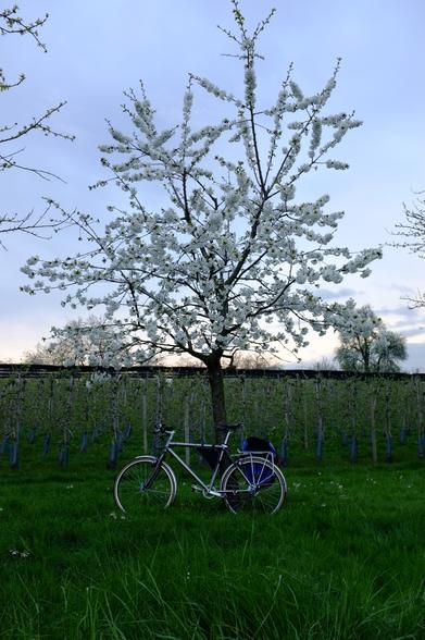 Ein komplett silberfarbenes Fahrrad lehnt an einem blühenden Kirschbaum.