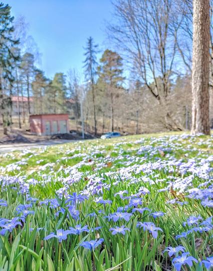Blue flowers among green grass bathing in sunlight.