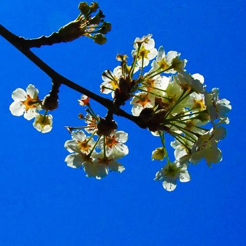 Ornamental Plum bloom