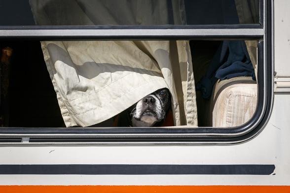 A dog looking out from a caravan