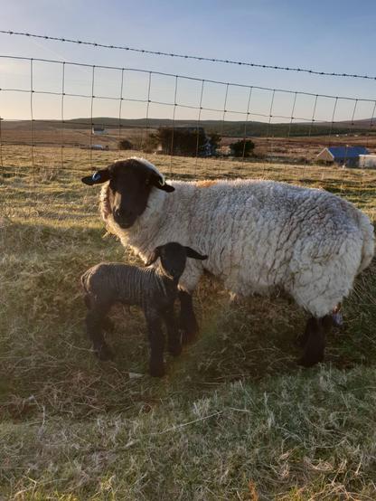 Sarahthe suffolk ewe with her newly born lamb sonny standing in a croft looking at the camera