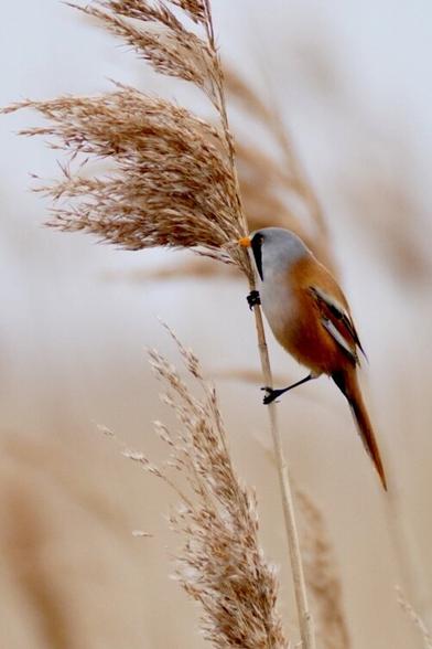 Baardmannetje in het riet.
