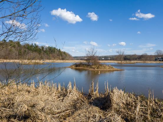 An early spring scene with dried vegetation in the foreground and a small body of water with a tiny island in the middle. Blue sky with white puffy clouds.