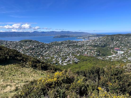 View of houses, harbour and bush from on top of a hill.