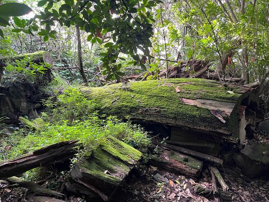 A moss covered log and green branches