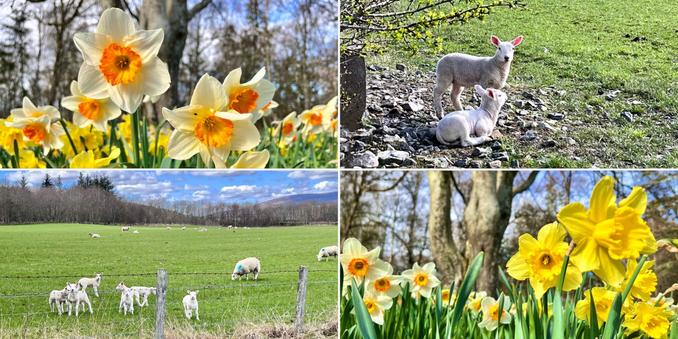 A four photo collage. Top left, bottom right: daffodils in the Spring sunshine. Top left, bottom right: lambs running and relaxing in a green field.