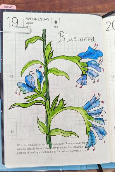 A watercolor and ink drawing of blueweed. People blue flowers on a green stalk