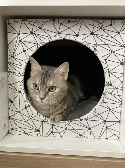 Chatte robe écaille de tortue diluée aux yeux verts dans son panier installé dans une case d’une étagère Kallax.
