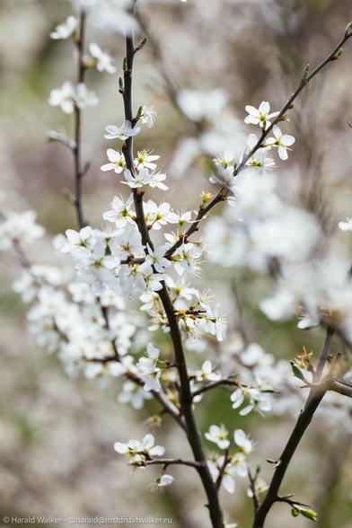 Blooming blackthorn (prunus spinosa) shrubs