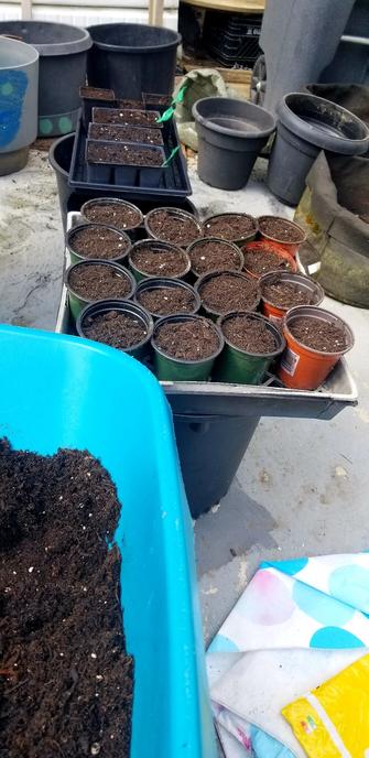 Potting station with my wheelbarrow.