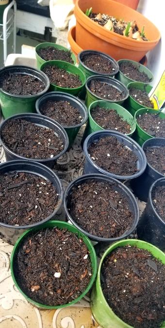 Newly potted - seeds sowed in.
