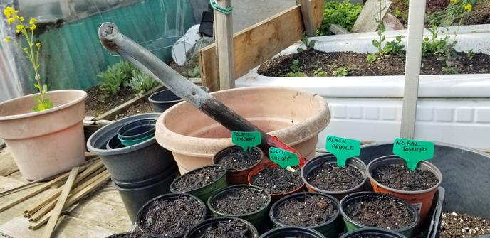 Newly potted - seeds sowed in. Plant tags added.