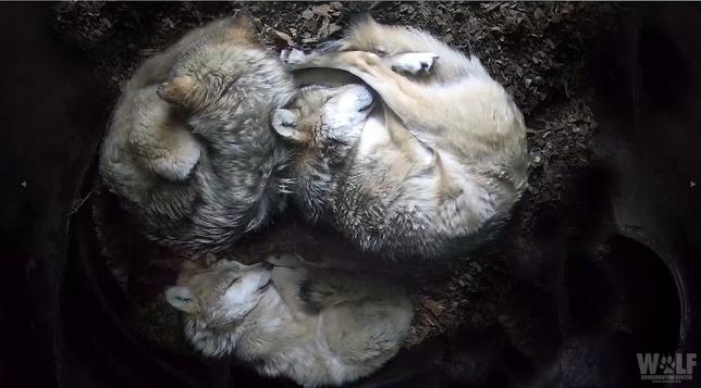 Mexican gray wolves Hélène, Rosa, and Diane curled up in their den.