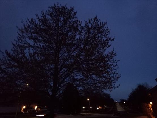 A tree silhouetted against the twilight sky on a suburban street