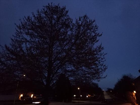 A tree silhouetted against the twilight sky on a suburban street