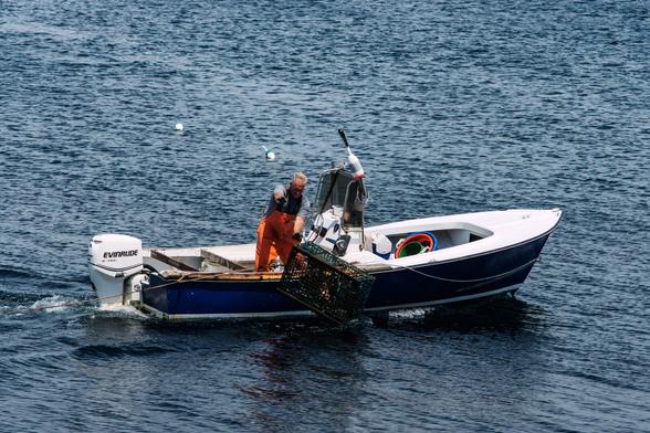 A color photograph taken on a a sunny day of a man with greying hair wearing orange waders throwing a dark green lobster trap into the water from a skiff with a dark blue hull and an outboard motor. He’s just released the trap, and it’s about to come into contact with the blue/grey water.