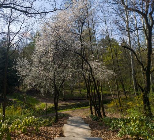 On 1st plan stone stairs going down, then some blooming trees with white flowers, creating a corridor over the pathway, on sides grass and other, green trees, also a wellspring running in the middle from left to right