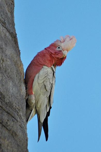 I don't know the correct name -  for me this is a pink cockadoo sitting, or maybe better clinging to a vertikal trunk of a palm tree, leaning out into the air and showing his crest. His wings are greyish, his body dark pink and the crest a light pink - all seen against a bright blue sky.